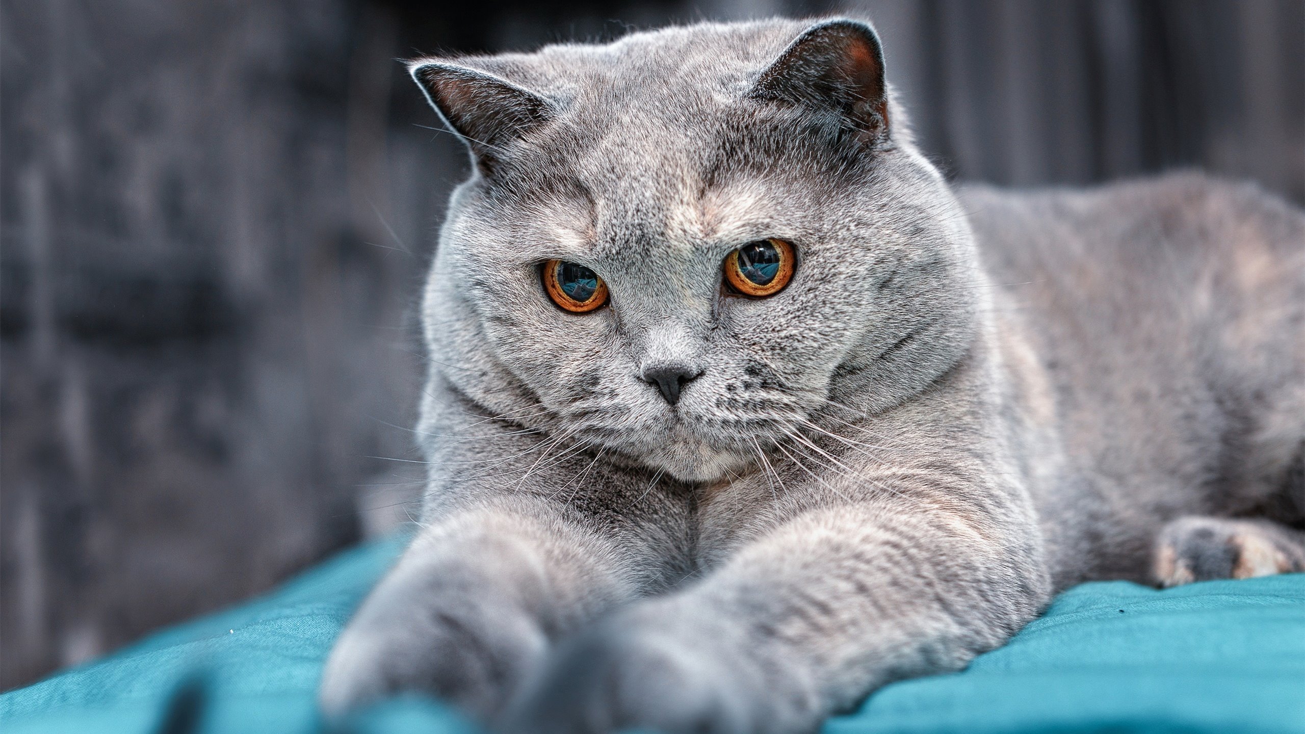 黑金刚的枢纽战争，卢卡库如何以一己之力撕裂米兰攻防