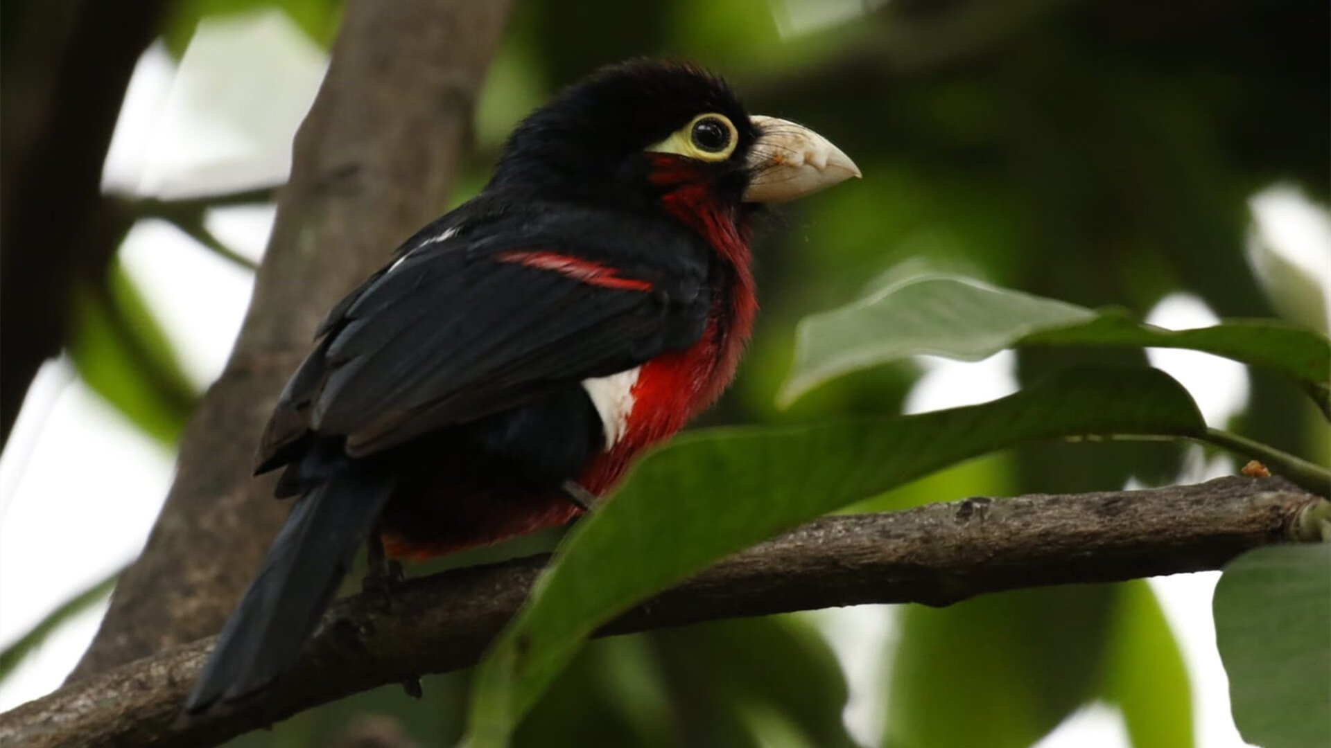 时空交错的棋盘，当尼克斯的狐狸咬穿了紫金王朝的暮光