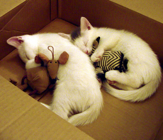 地狱走廊鏖战120分钟！AC米兰钢铁防线顶住风暴，约维奇加时赛一剑封喉