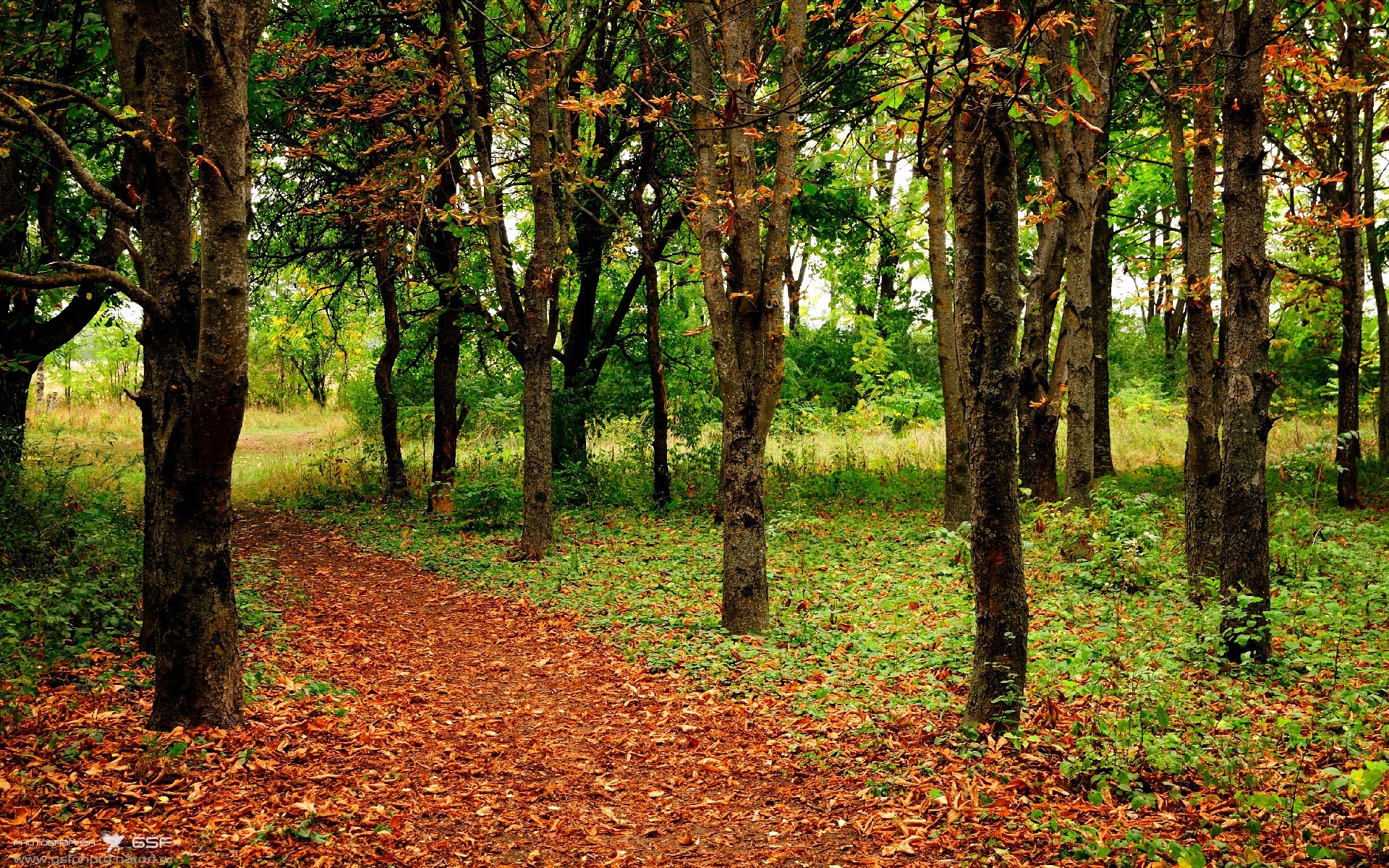 美澳对阵的绿茵场上，为何站着若日尼奥？一次关于救赎的镜像穿越