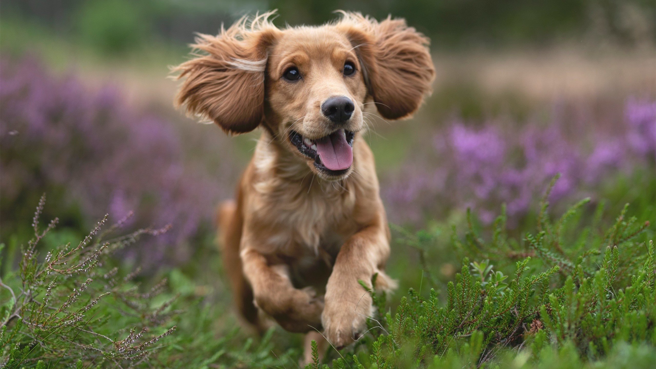 克瓦拉茨赫利亚的逆流之歌,个人英雄主义在曼城精密齿轮中的最后一搏