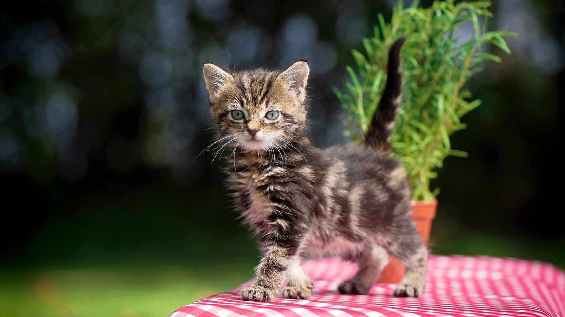 当扎克·拉文空降CBA,一场平行宇宙中的篮球奇观