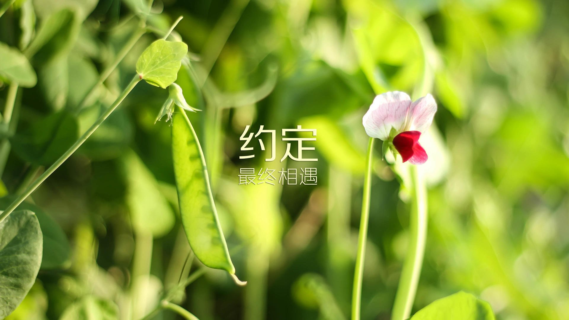 钢铁防线与华丽锋刃,波兰体系性胜利背后的萨内时刻