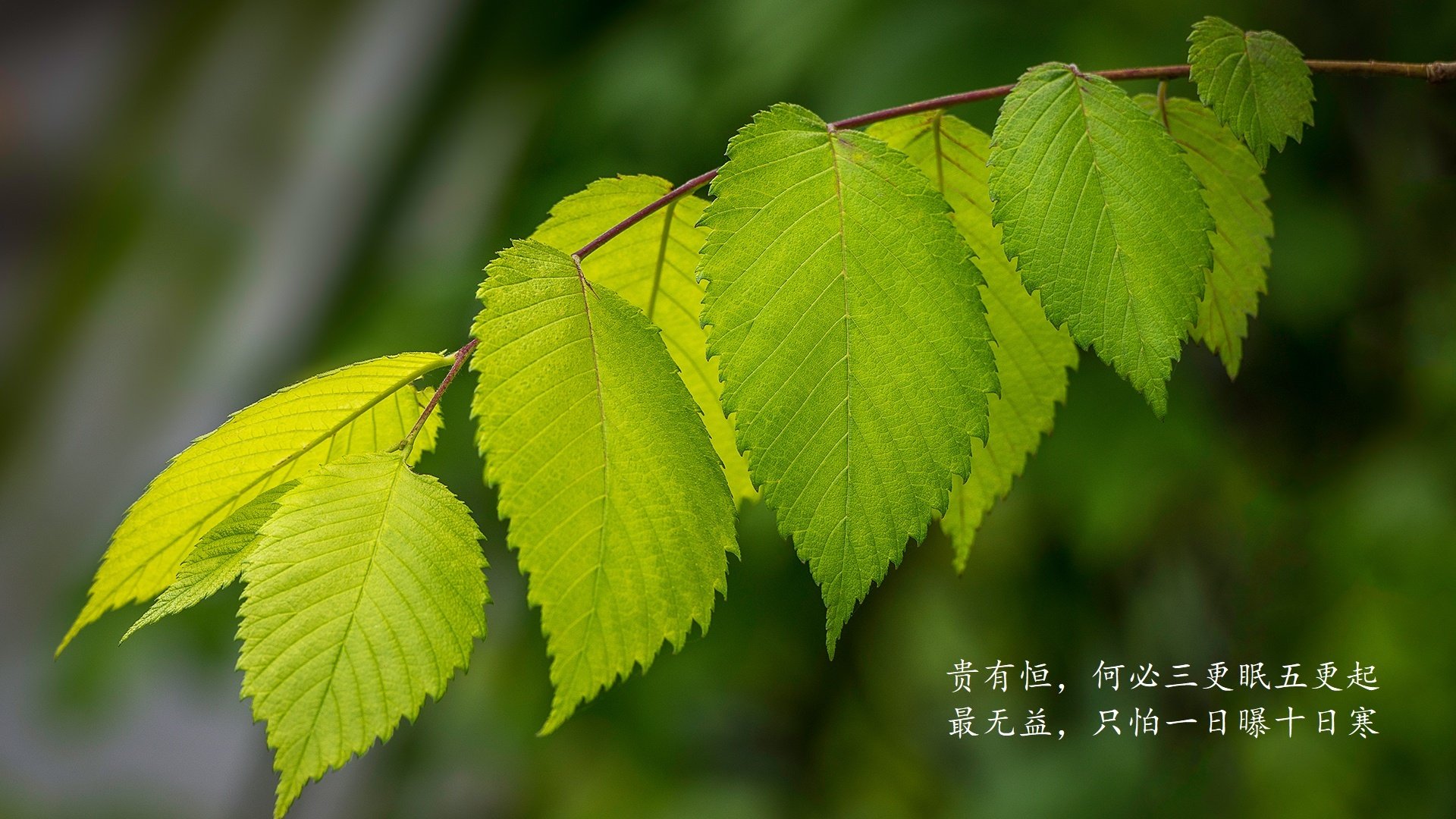 沙漠风暴席卷多哈!突尼斯4-0碾压葡萄牙,归化妖星登贝莱独造三球震撼世界杯G组